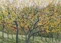 Autumn Leaves, 36x36, tap right